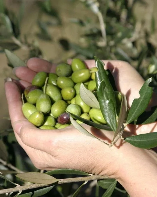 Valley of Olives5